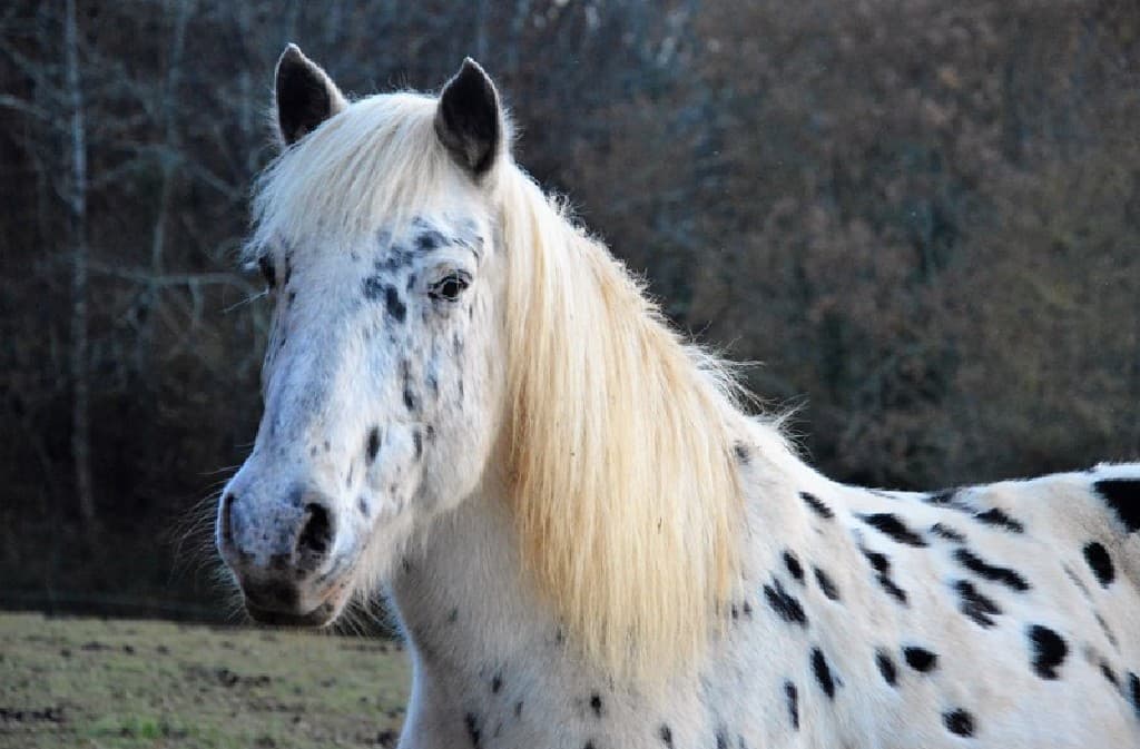 Ferme Equestre La Margotière