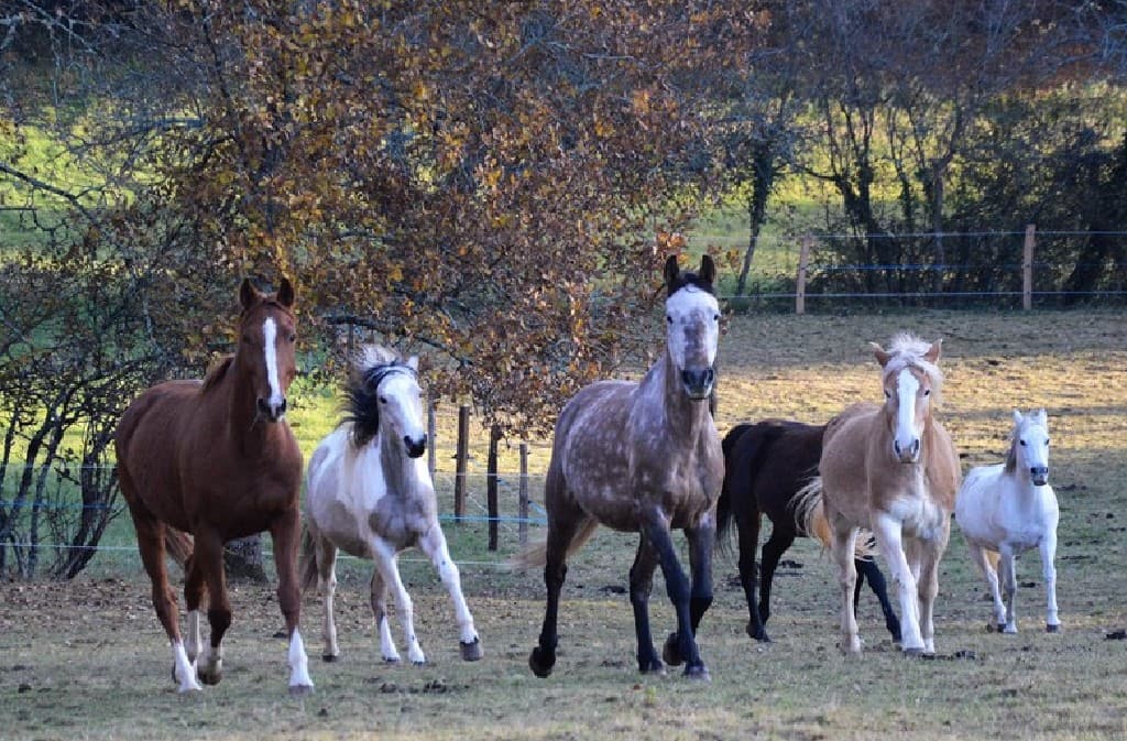 Ferme Equestre La Margotière