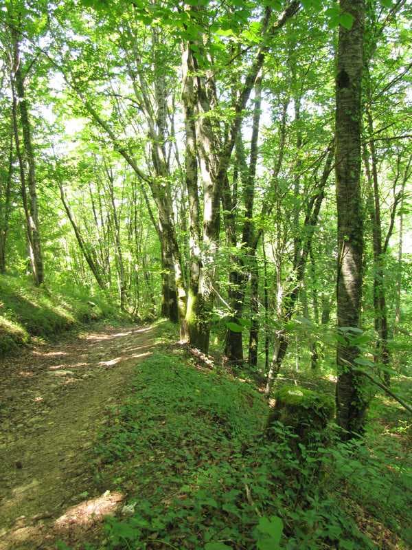 Sous-bois de la forêt