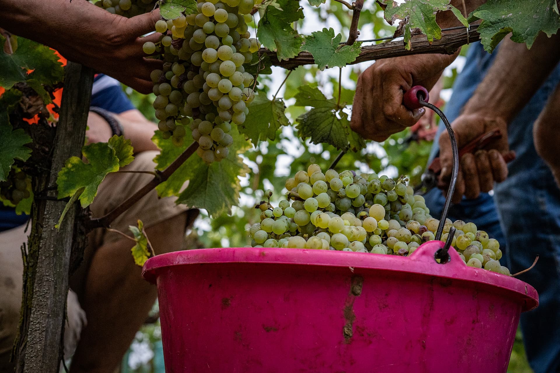 Terres blanches Viticulteur Vins bio degustation Oiron Plaine Vallees Thouarsais
