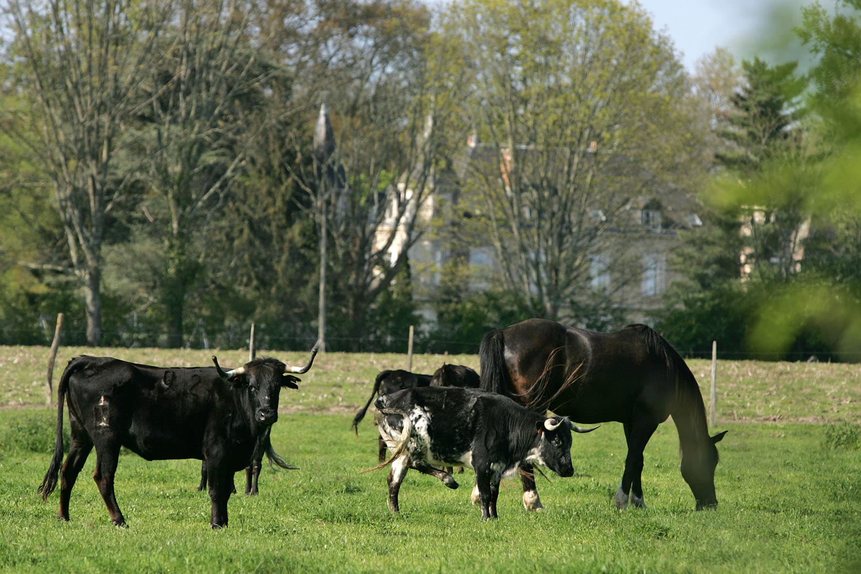Toros (3)_8