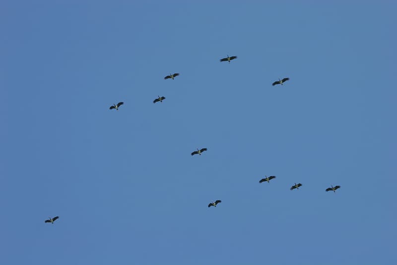 Un beau groupe de cigognes noires