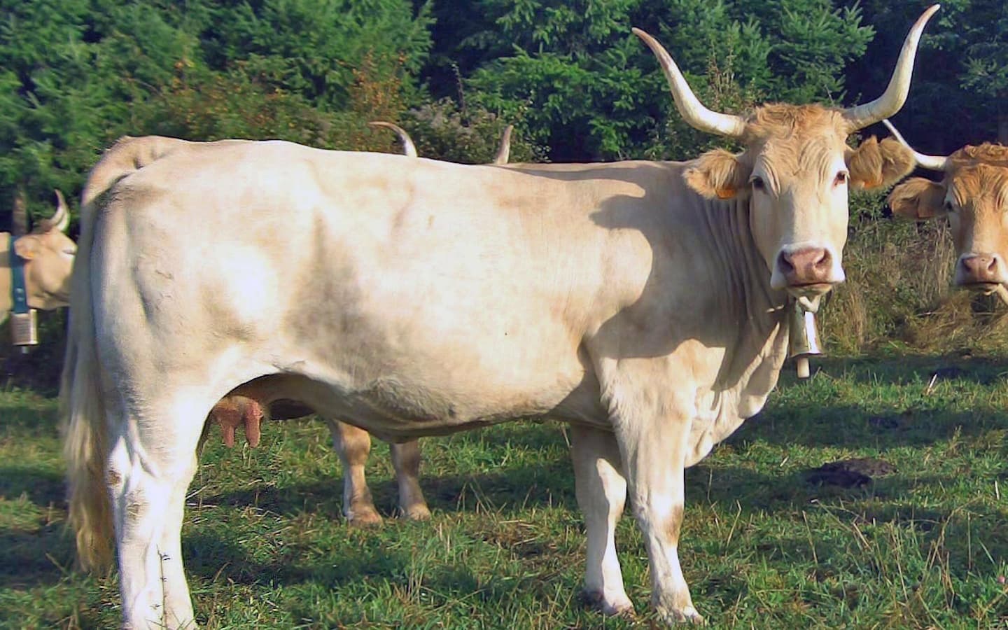 vache pirenaika 1440x900