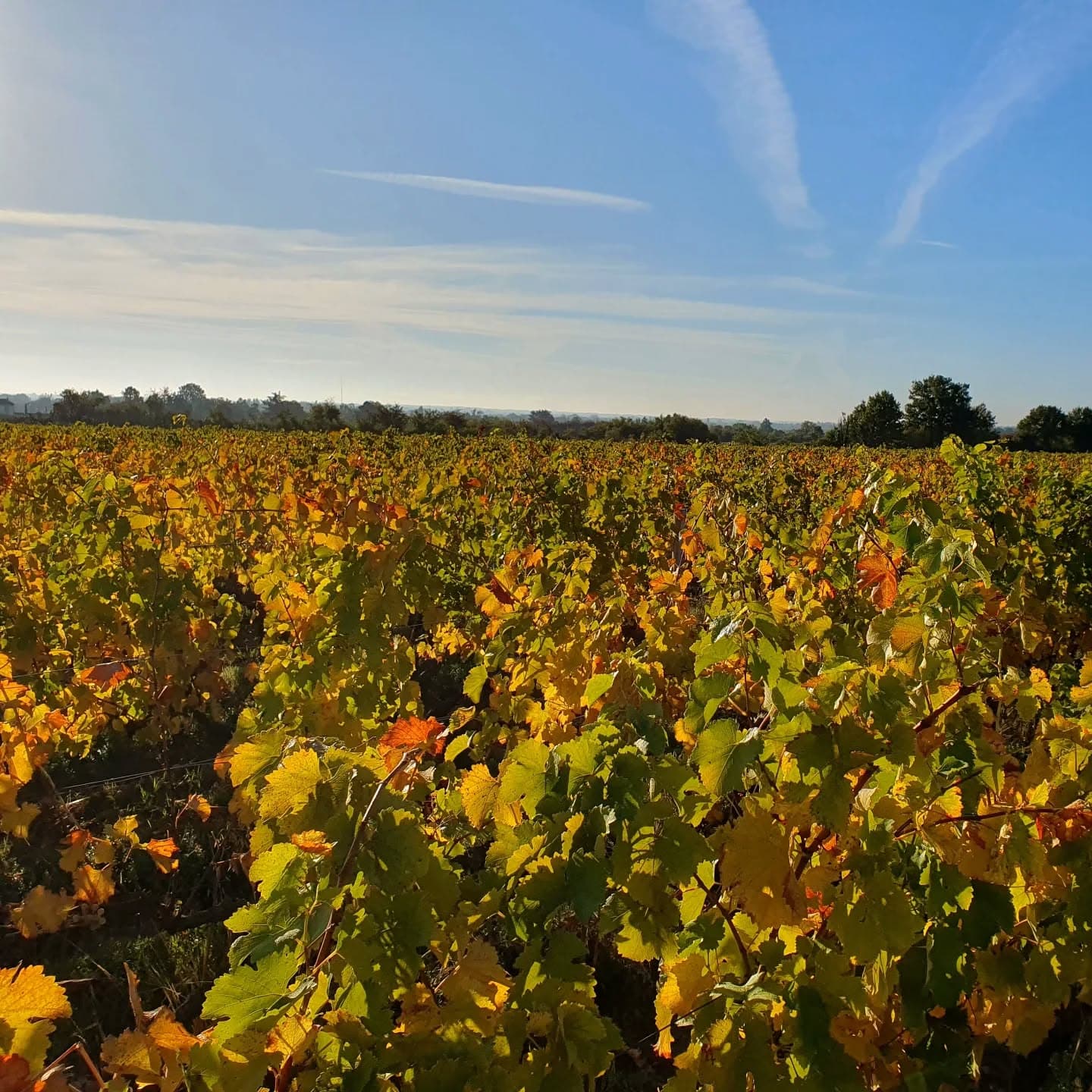 Vignes
