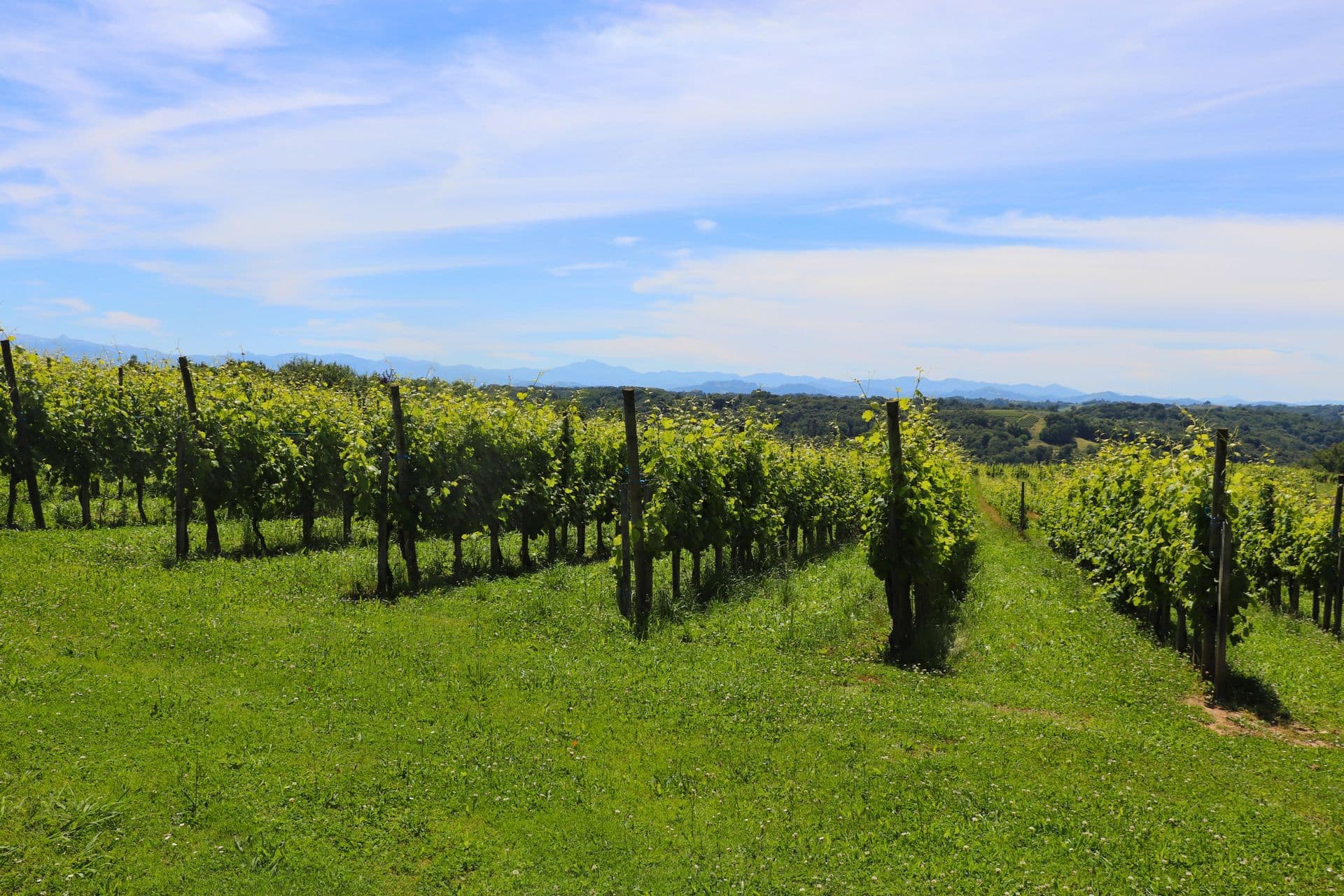 Domaine malarrode monein vin jurancon vignoble