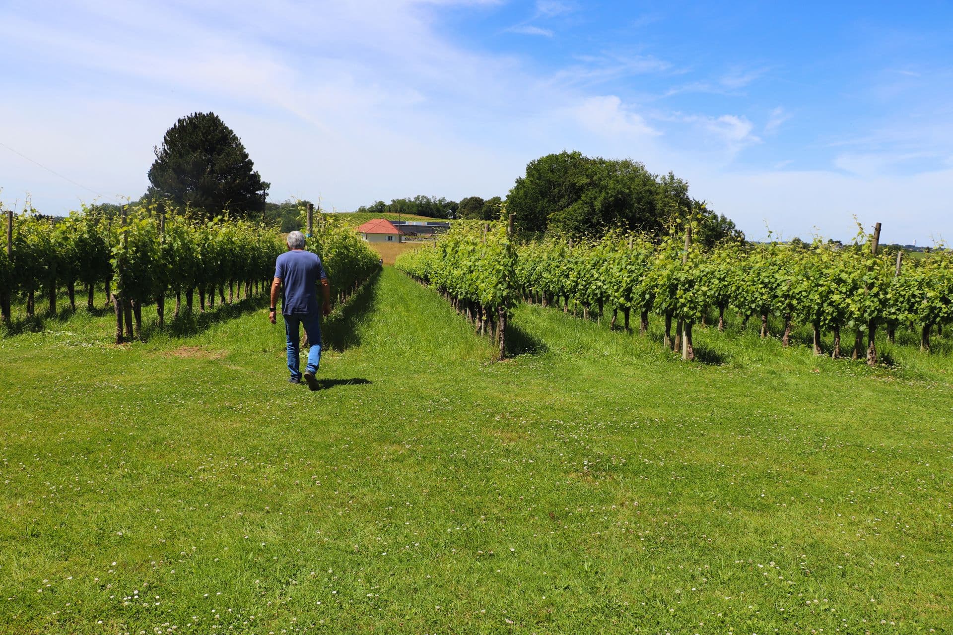 Domaine malarrode monein vin jurancon vignes