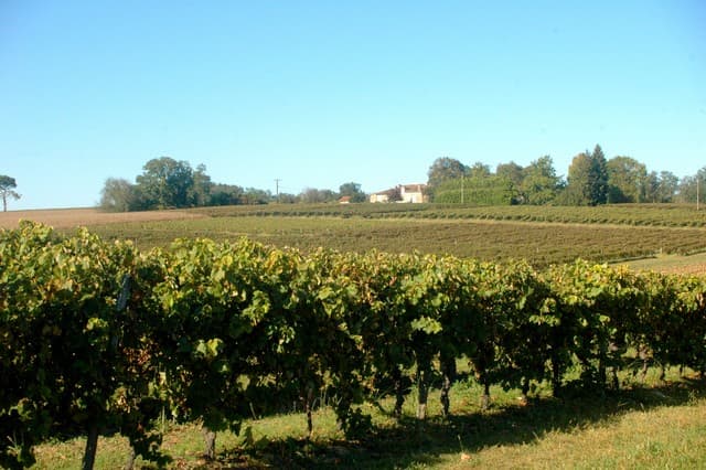 Vignoble d'Hourtica
