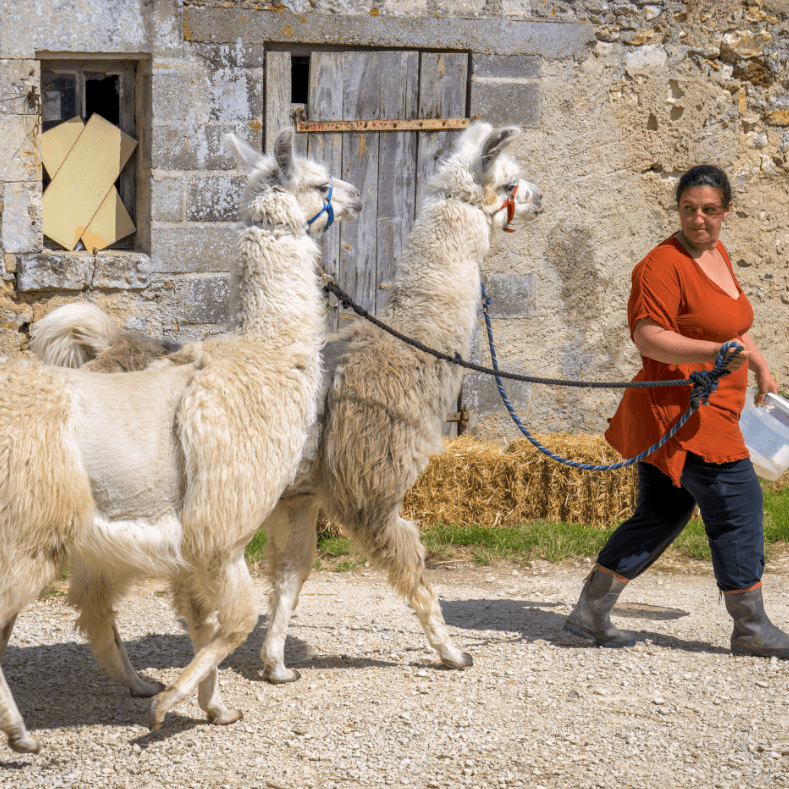 Ferme Villebure