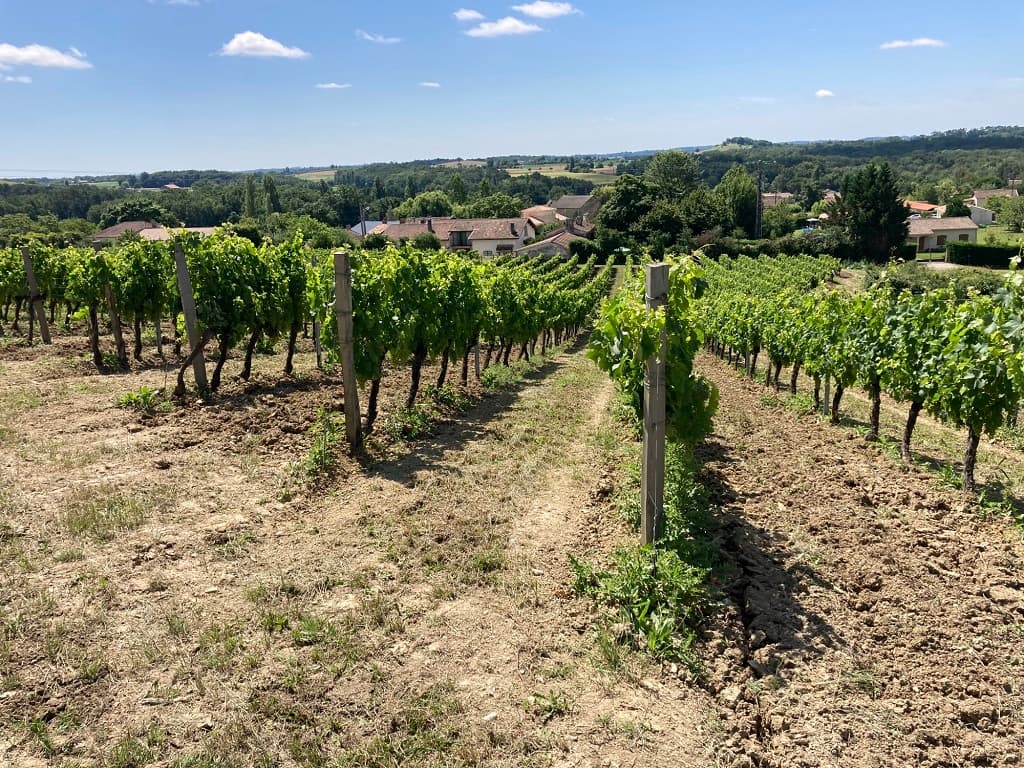 Vin-Expérience-Villefranche-de-lonchat-vignes-soleil