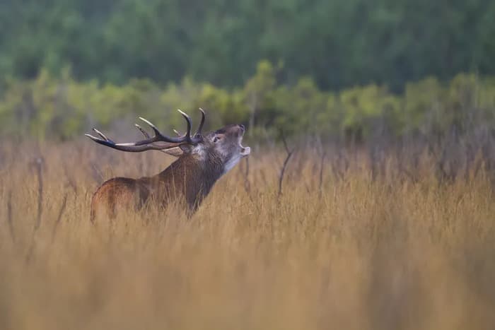 48h Nature de Nouvelle Aquitaine : le brame du cerf_1