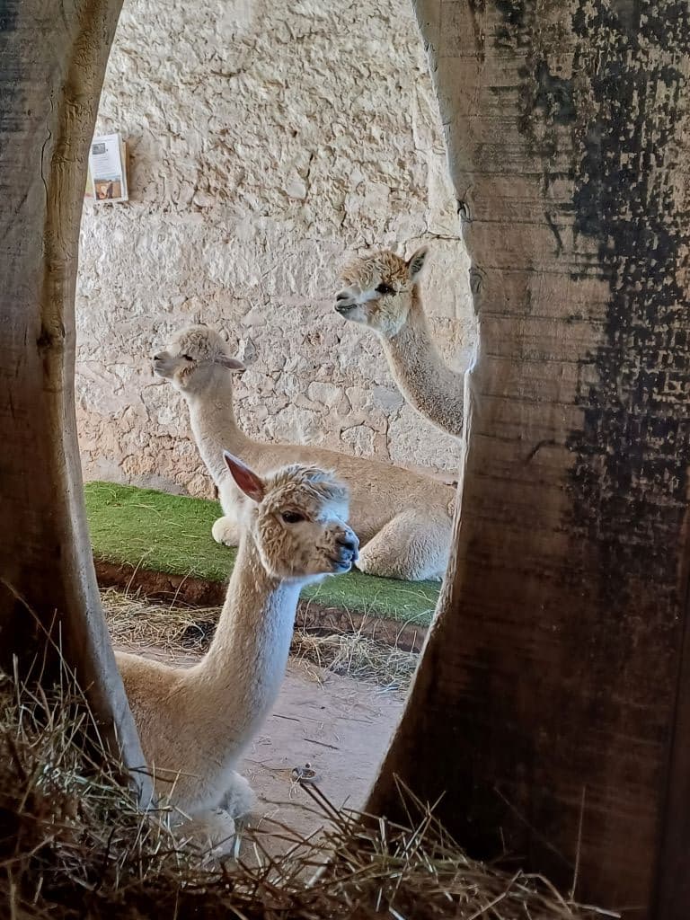 alpagas-montpon-petits