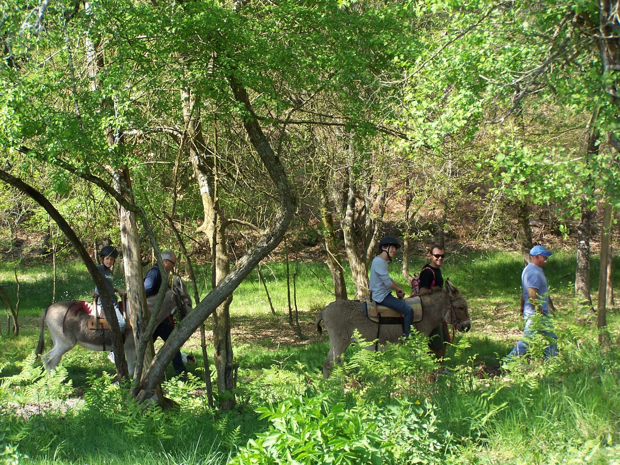 ânes bâtés - balade forêt-