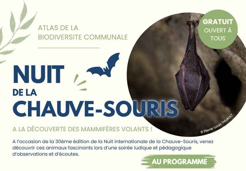 aout 8 chauve souris