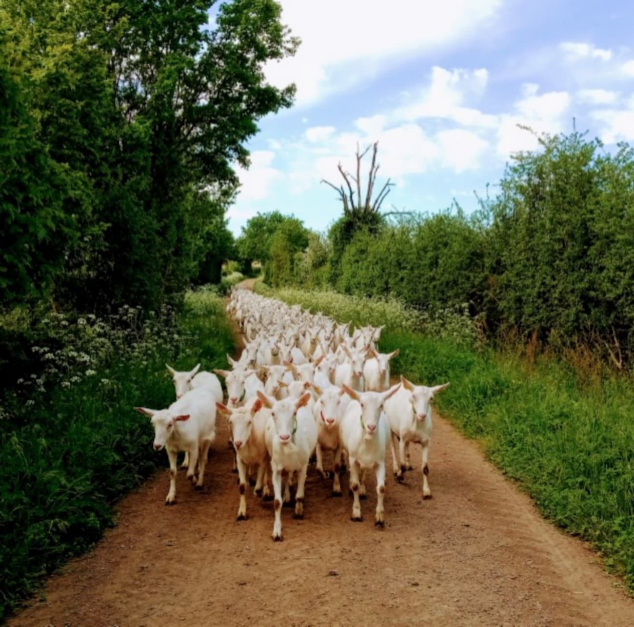 argentonnay-gite-la-longere-de-bellevue-chevres