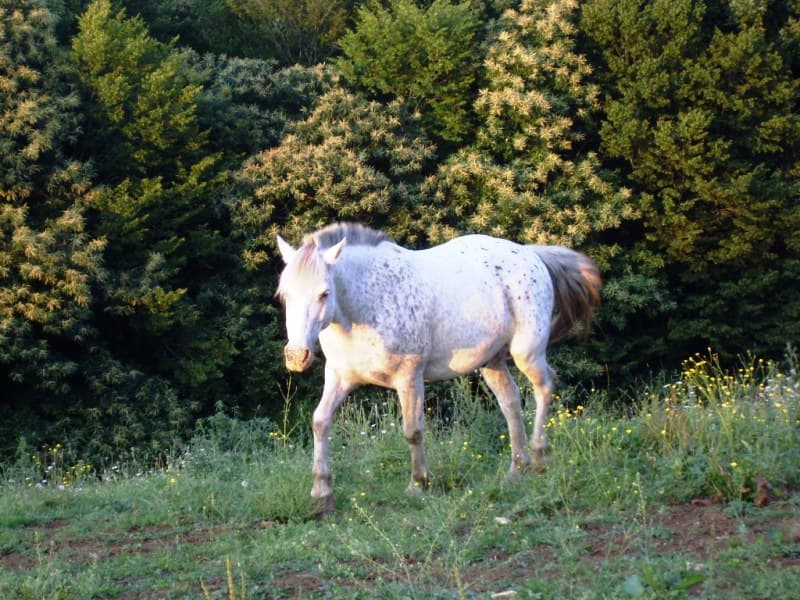 au-cheval-qui-brouste-trot