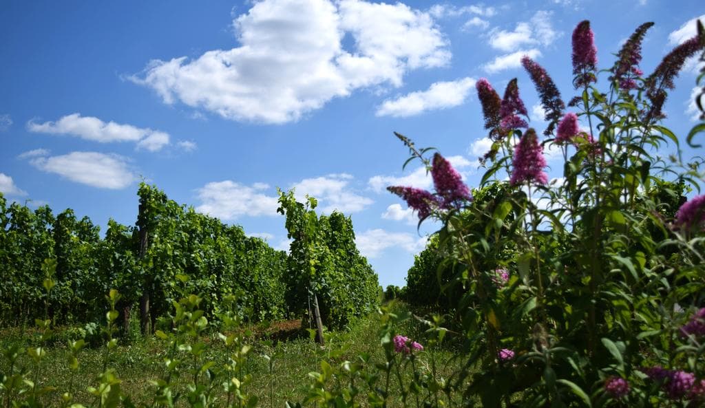 autour_monbazillac-chateau_cluzeau (38)-2