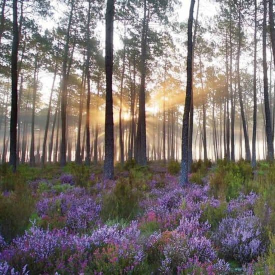 balade en forêt-Madame Plante_VieuxBoucau_Landes Atlantique Sud