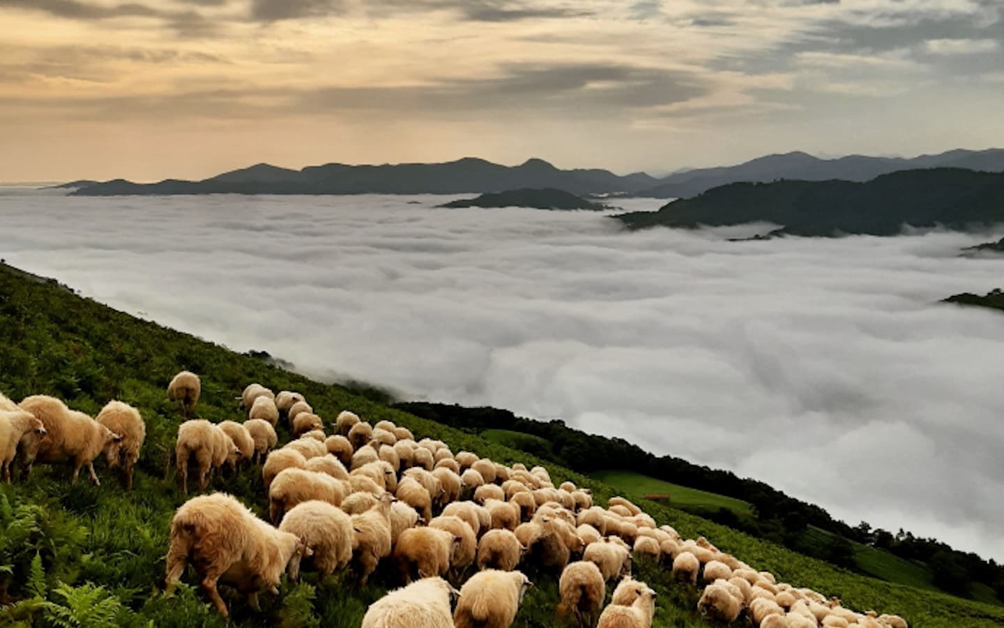 Brebis paysage