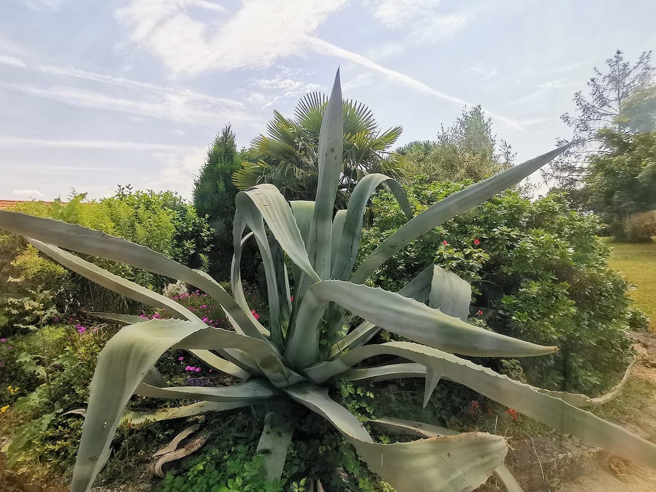 bressuire-gite-natura-bella-agave