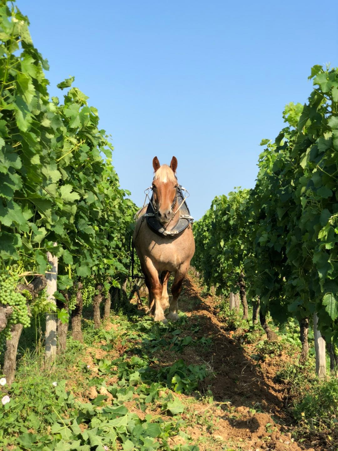 cheval-de-labour-chateau-plain-point-jpg