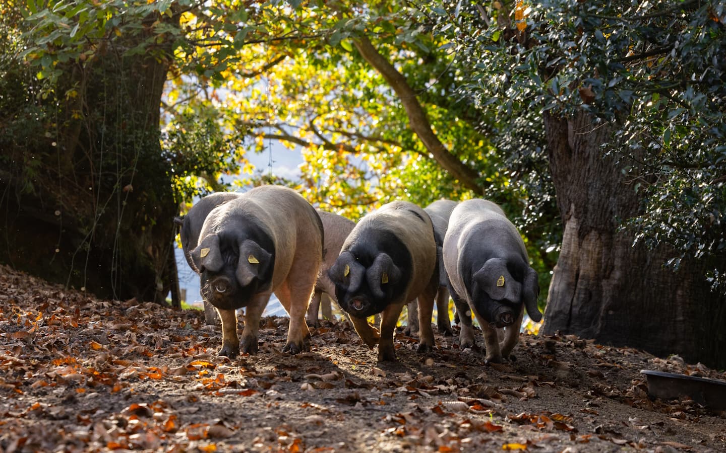 Porc Kintoa