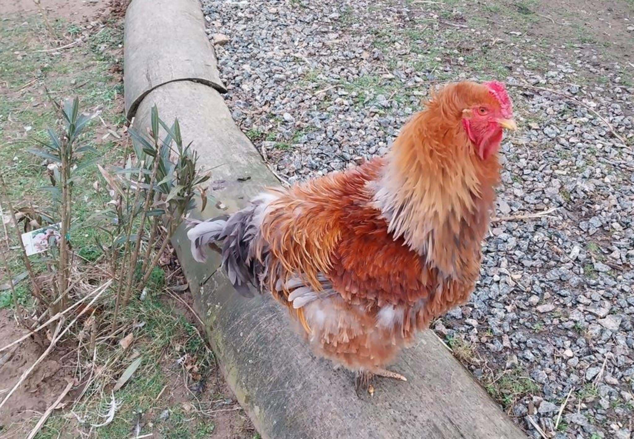 Poules