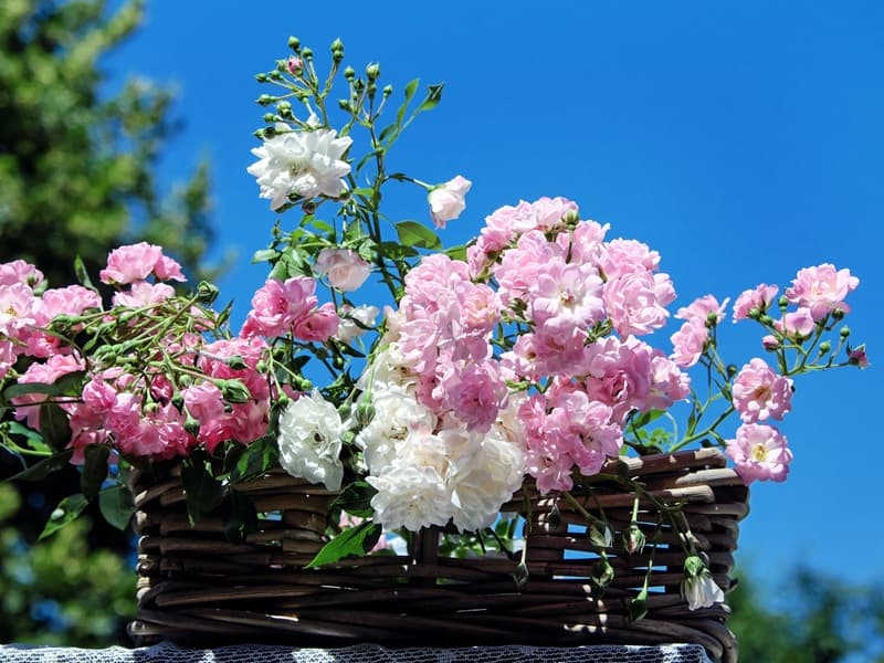 couleur-roses