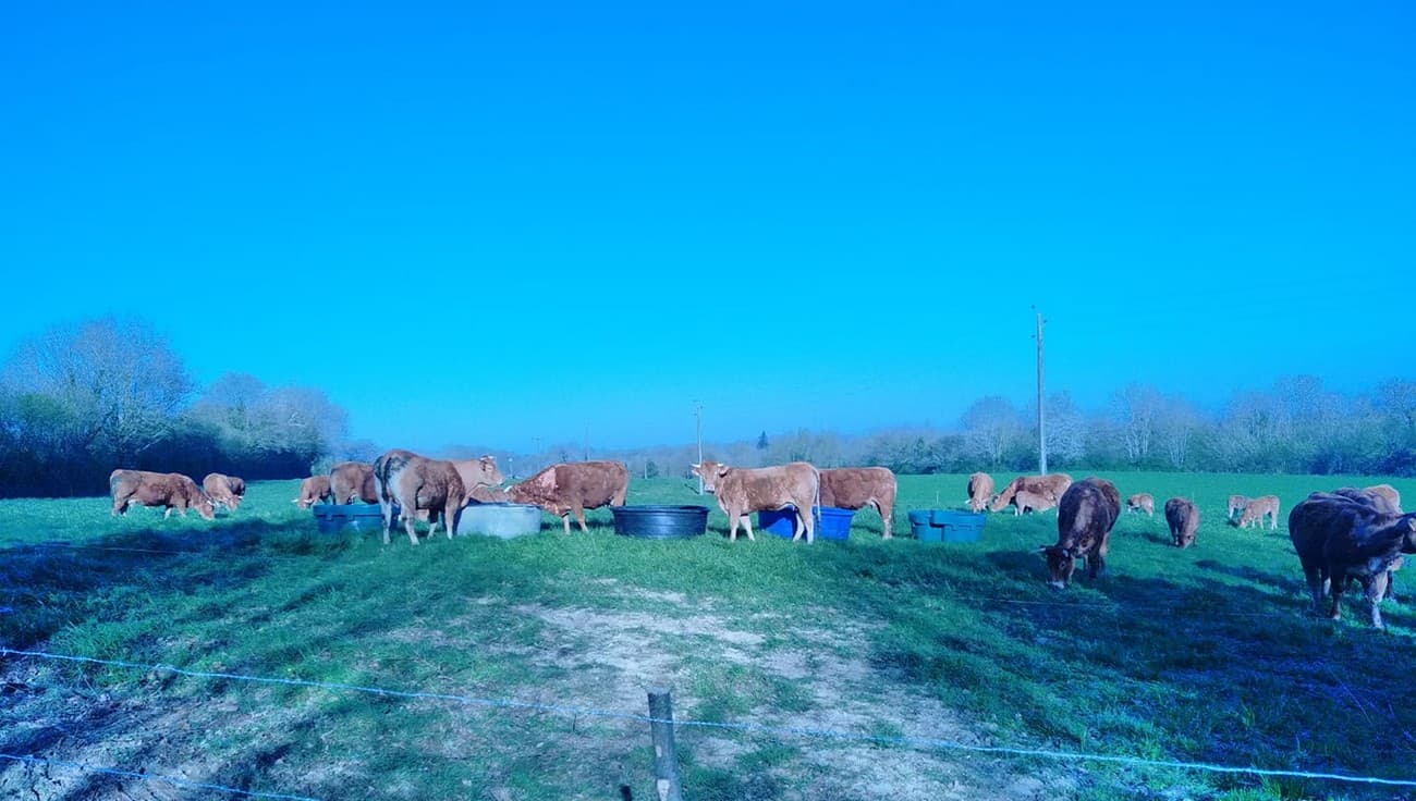 courlay-ferme-du-sourdis-elevage-viande-bovine
