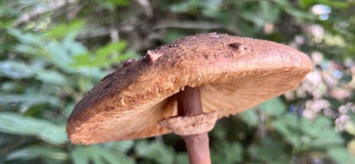 scrutons-les-champignons-destination-agen-tourisme