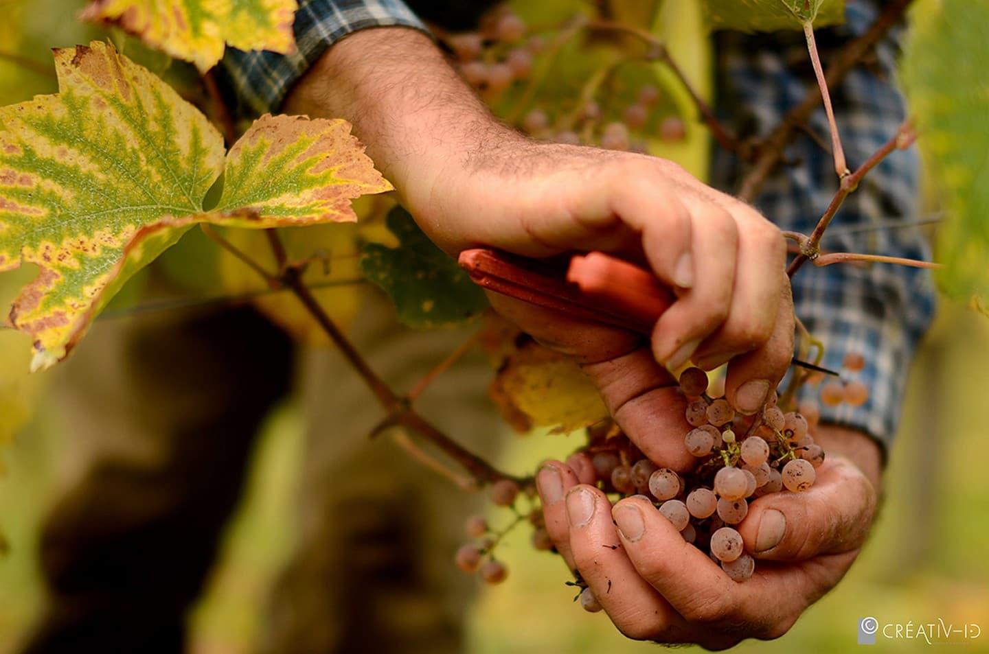 Domaine Latapy - Gan - dans les vignes
