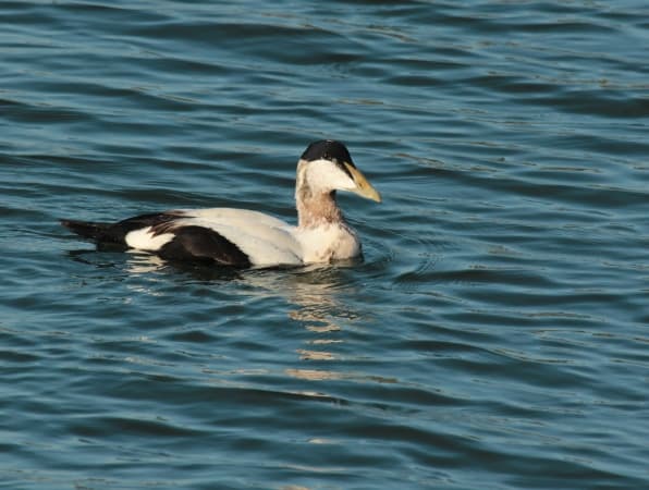 eider à duvet, observé chaque hiver dans la baie - Stephan Tillo