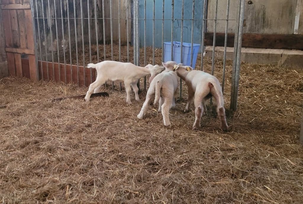 ferme-de-marie-jimmy-st-germain-agneaux