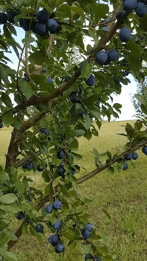 ferme de rousset