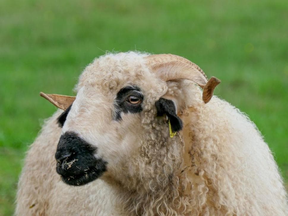 Ferme pédagogique Terr'Happy - Rochechouart