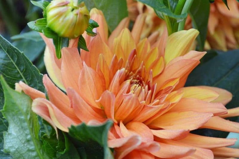 fleur-2