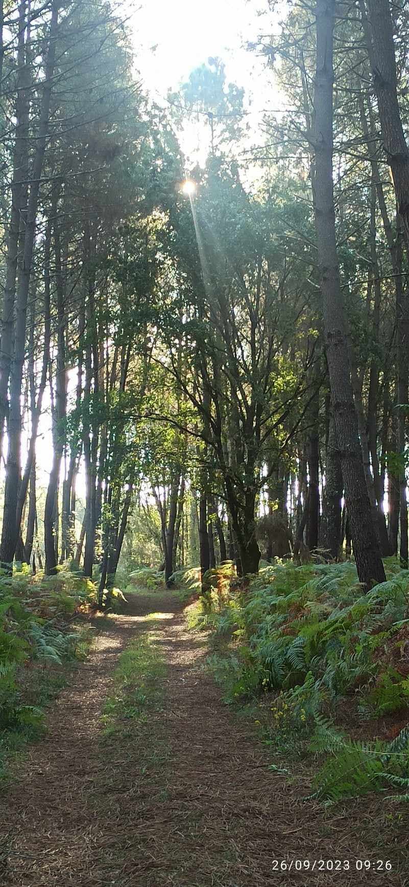 forêt