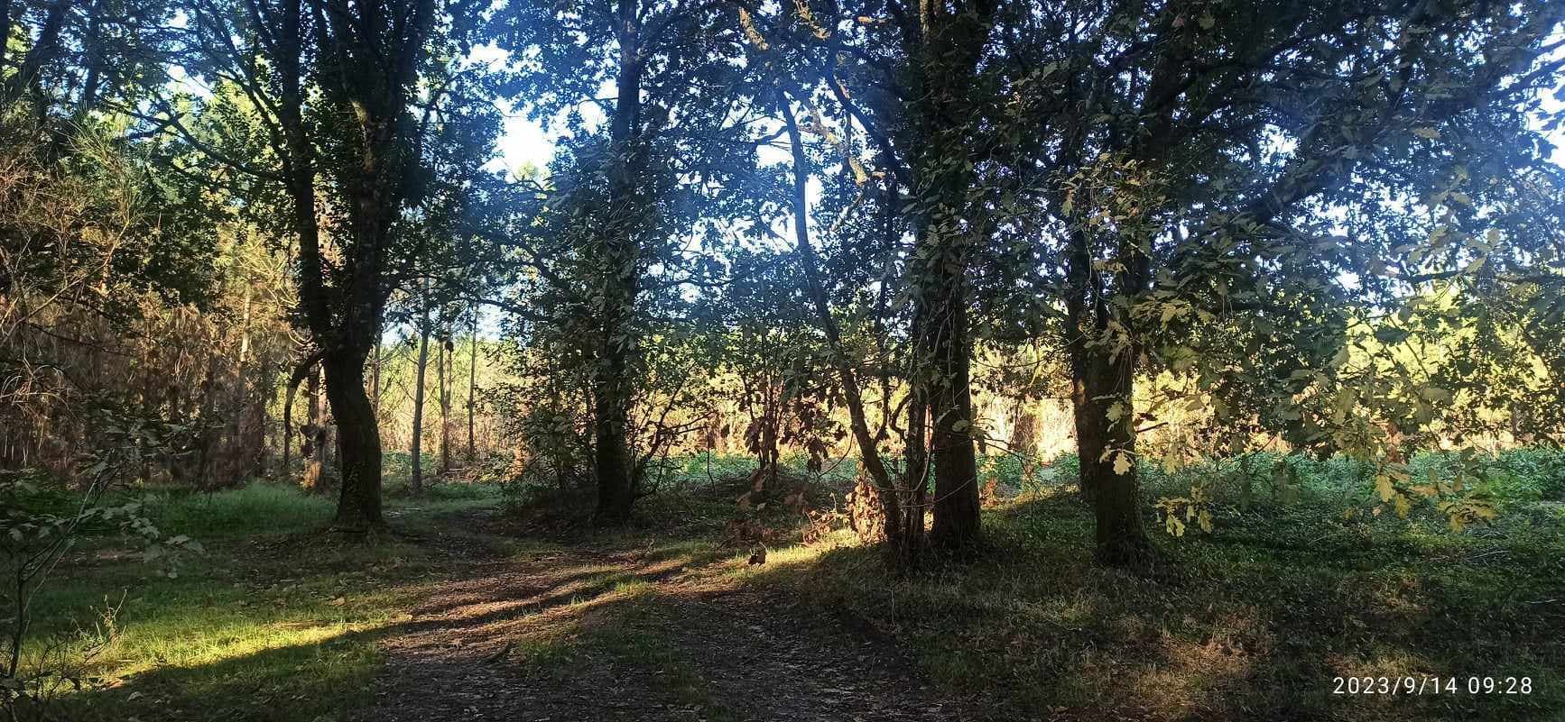 forêt 4
