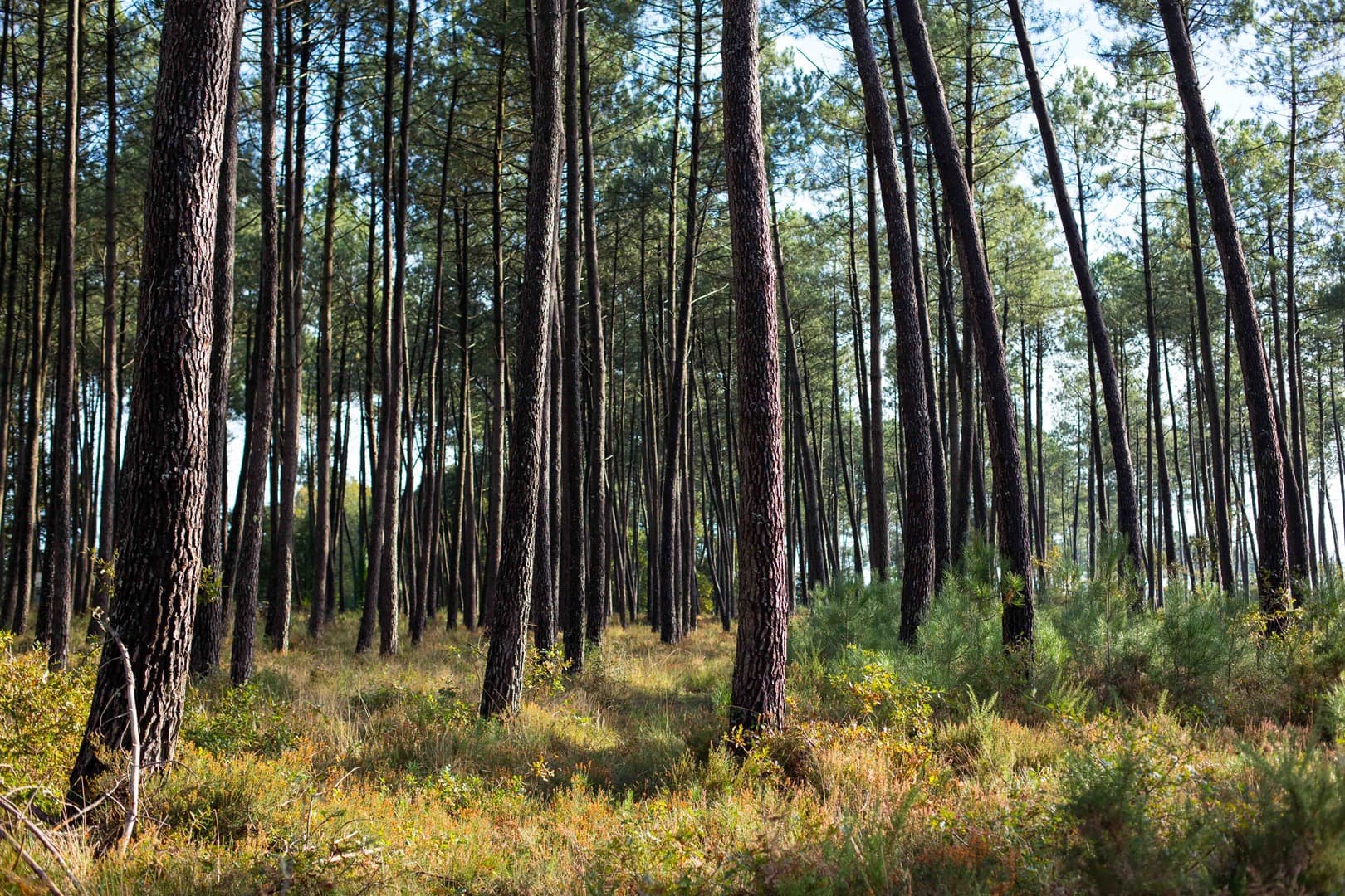 foret site