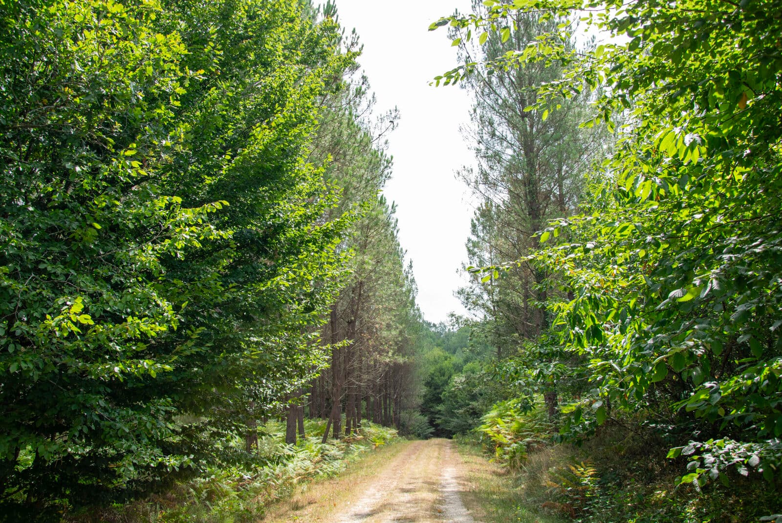 foret-vignoble-chemin-beaupouyet-mussidan-toursime-vallee-isle