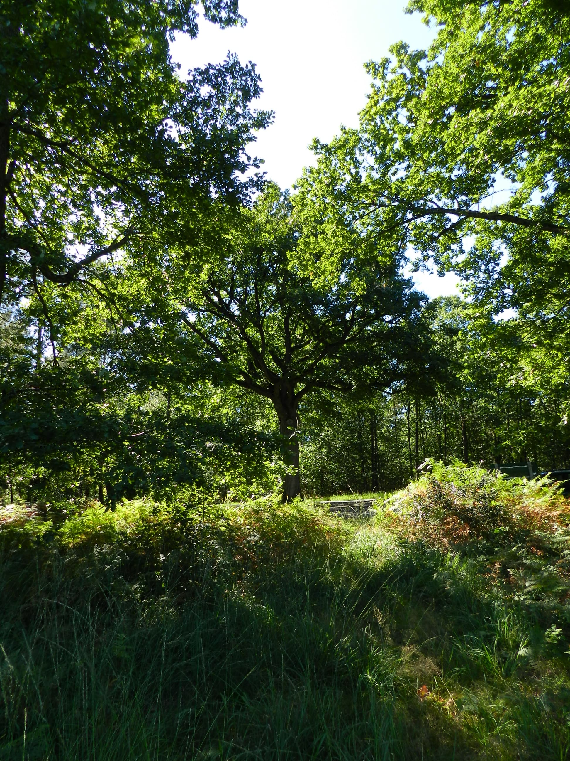 Forêt domaniale de Moulière_3