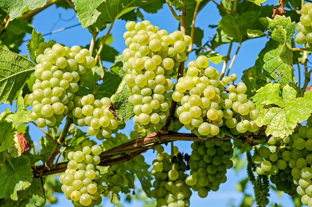 grappes raisin
