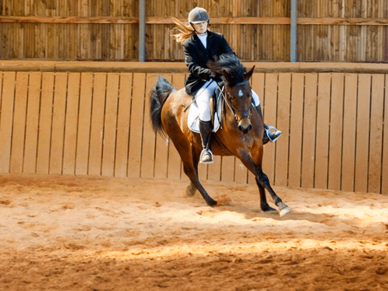 haras-du-parc-nexon