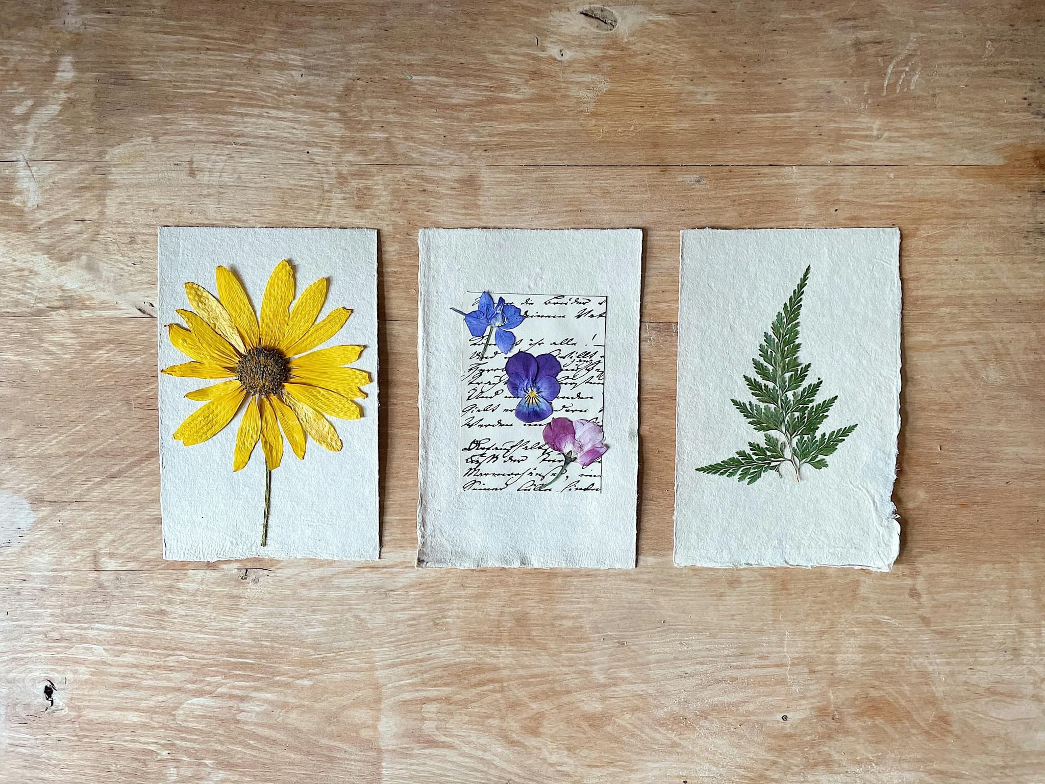 herbier papier merve-bayar