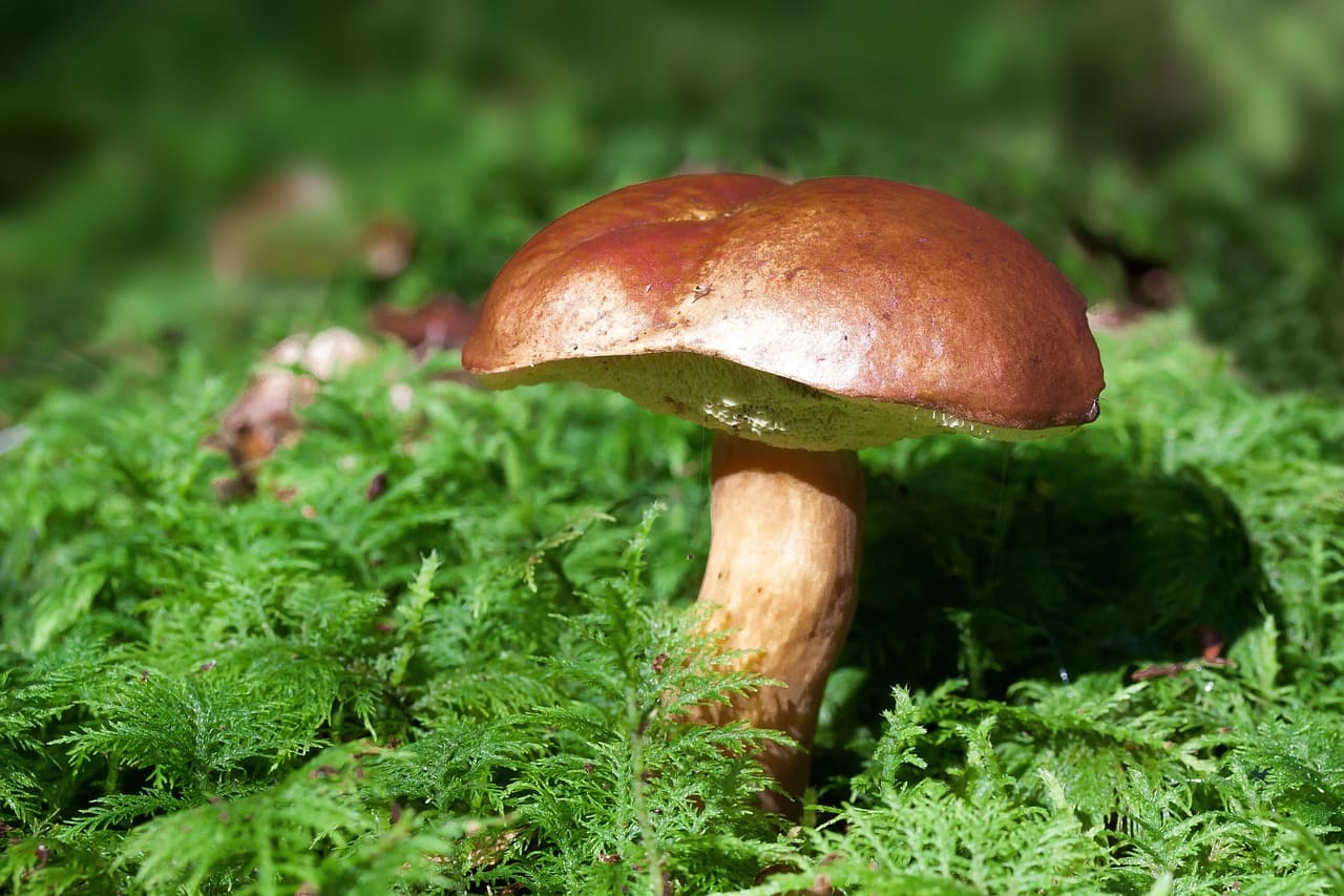image champignons
