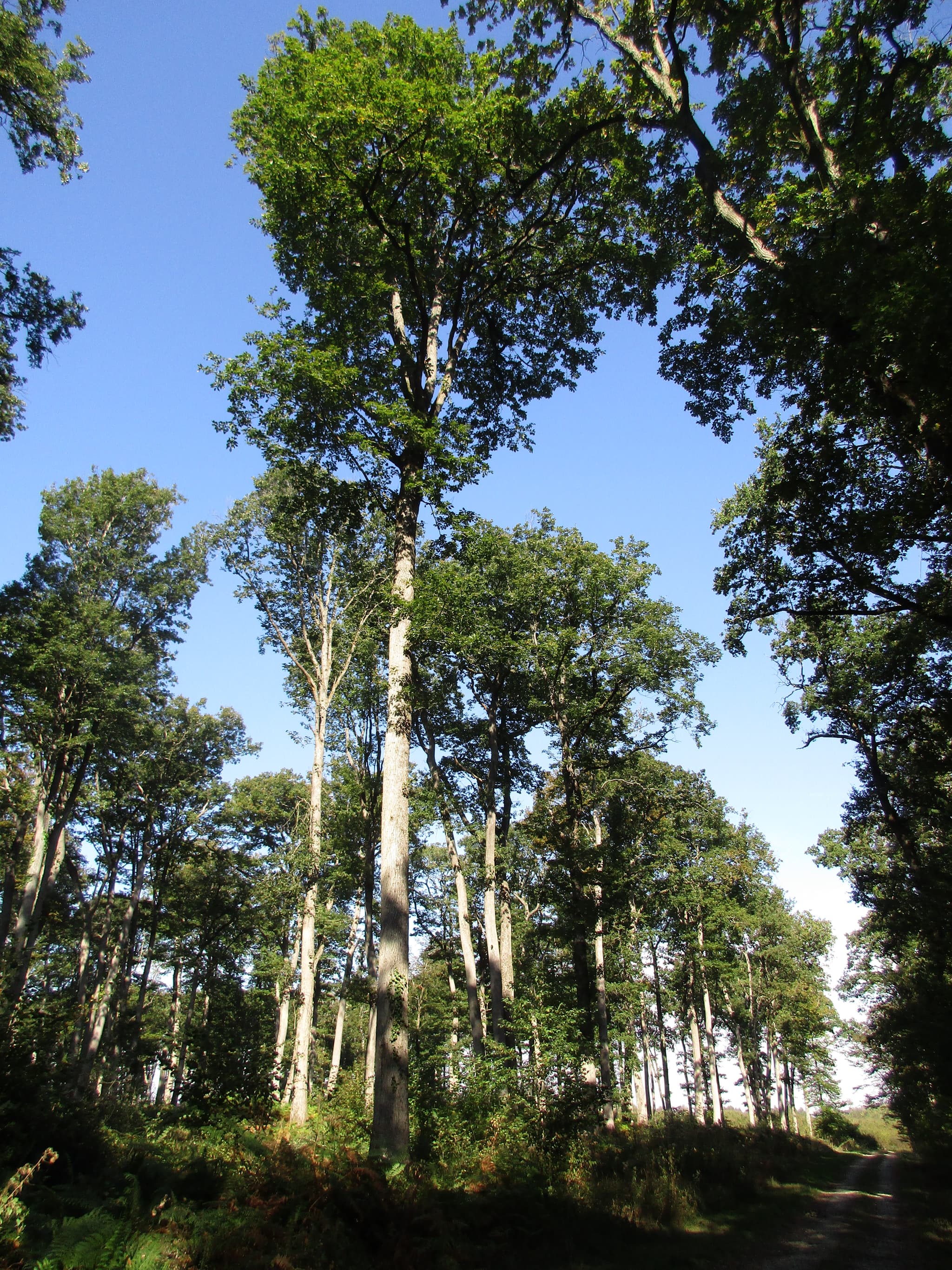 Forêt domaniale de Vouillé-Saint-Hilaire_4