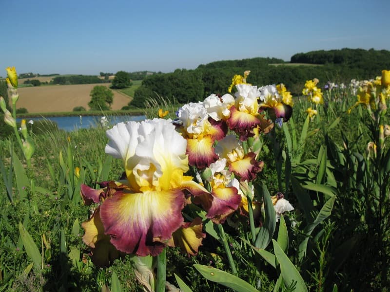 iriseraie-de-papon-laplume-destination-agen-tourisme