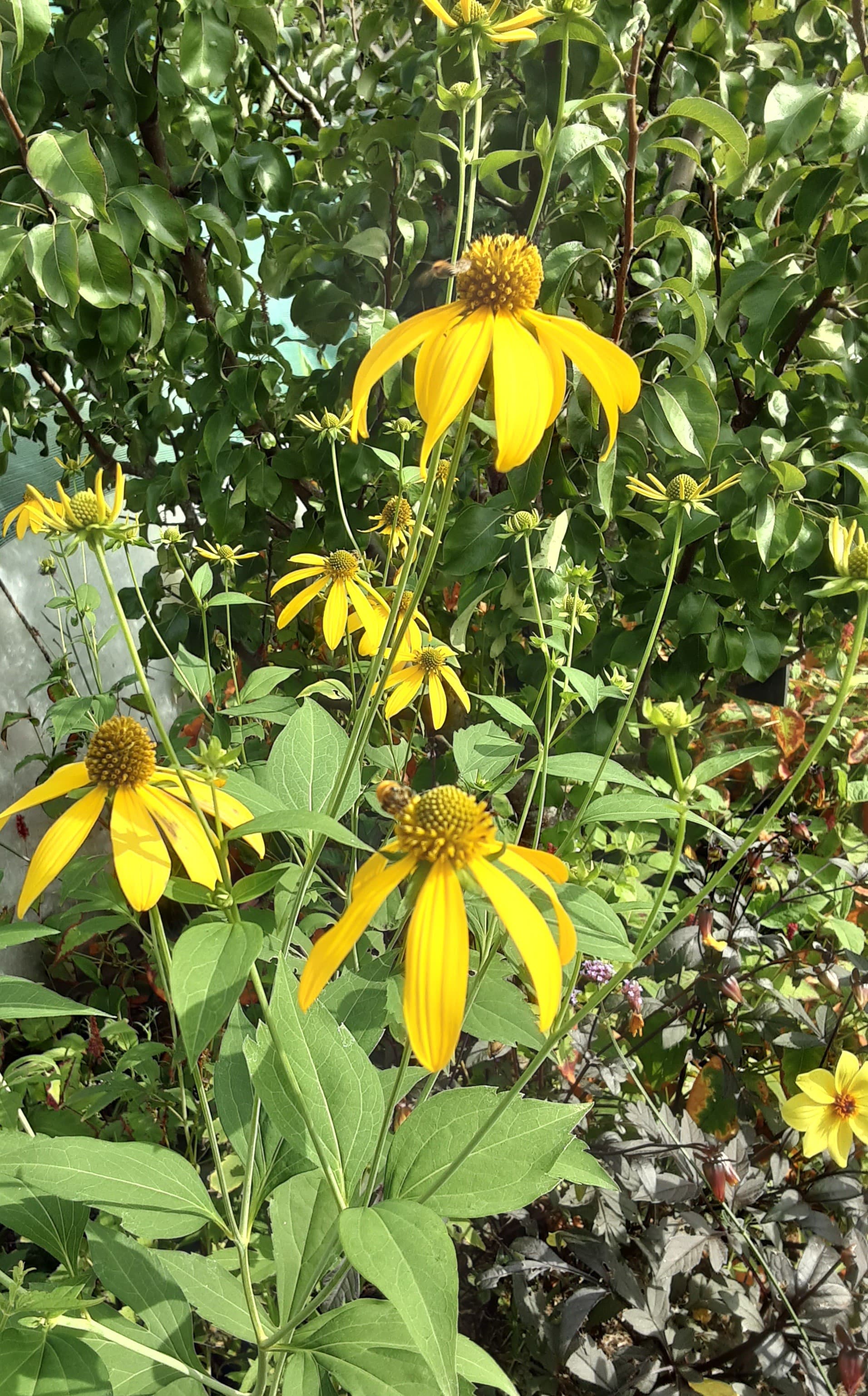LINXE_Jardin Marguerite (2)
