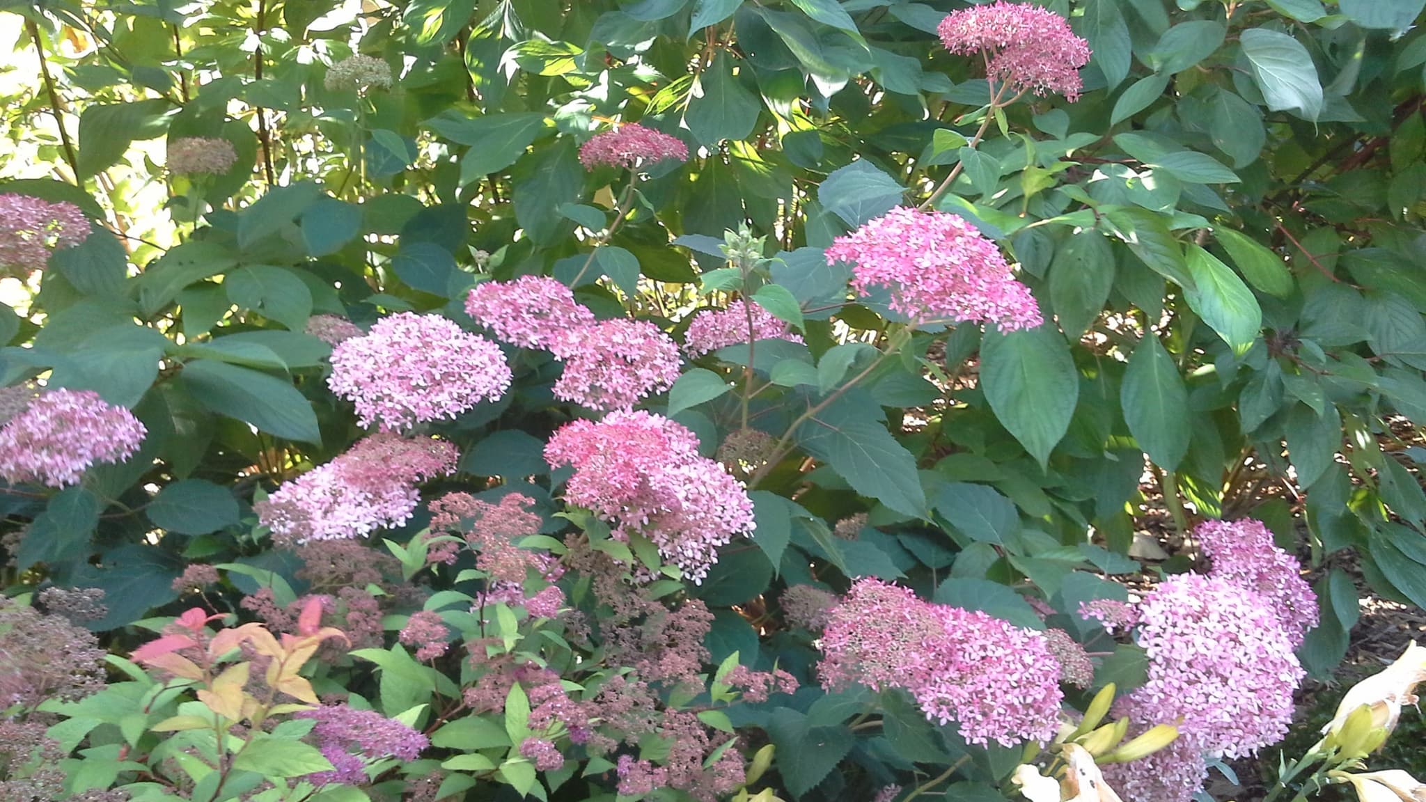 LINXE_Jardin Marguerite (3)