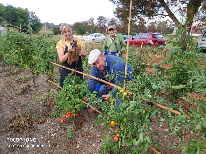 jardins de tomates