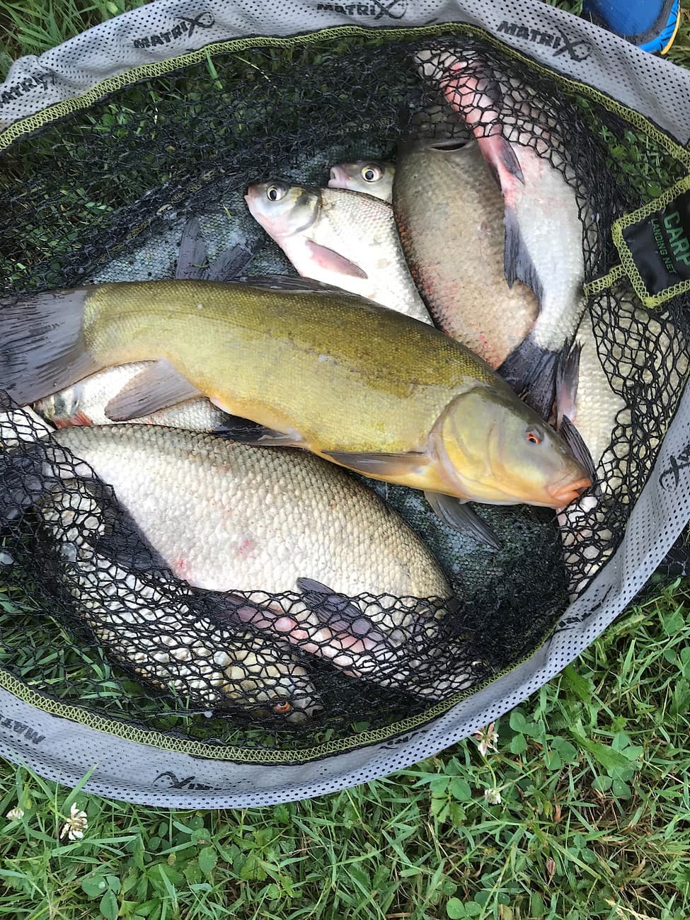 la-foret-sur-sevre-la-ronde-aire-de-camping-car-les-forges-fishing-poissons